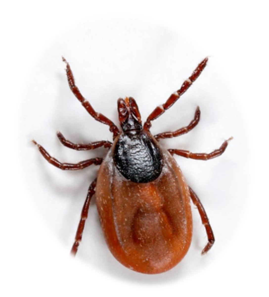 <p>The tick in this pic causes lyme disease. What type is it?</p>