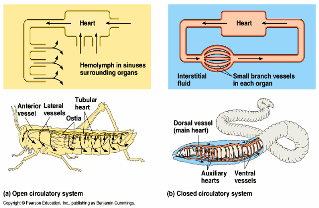 <p>For a <strong>CLOSED CIRCULATION </strong>organism, there is now a system where…</p>