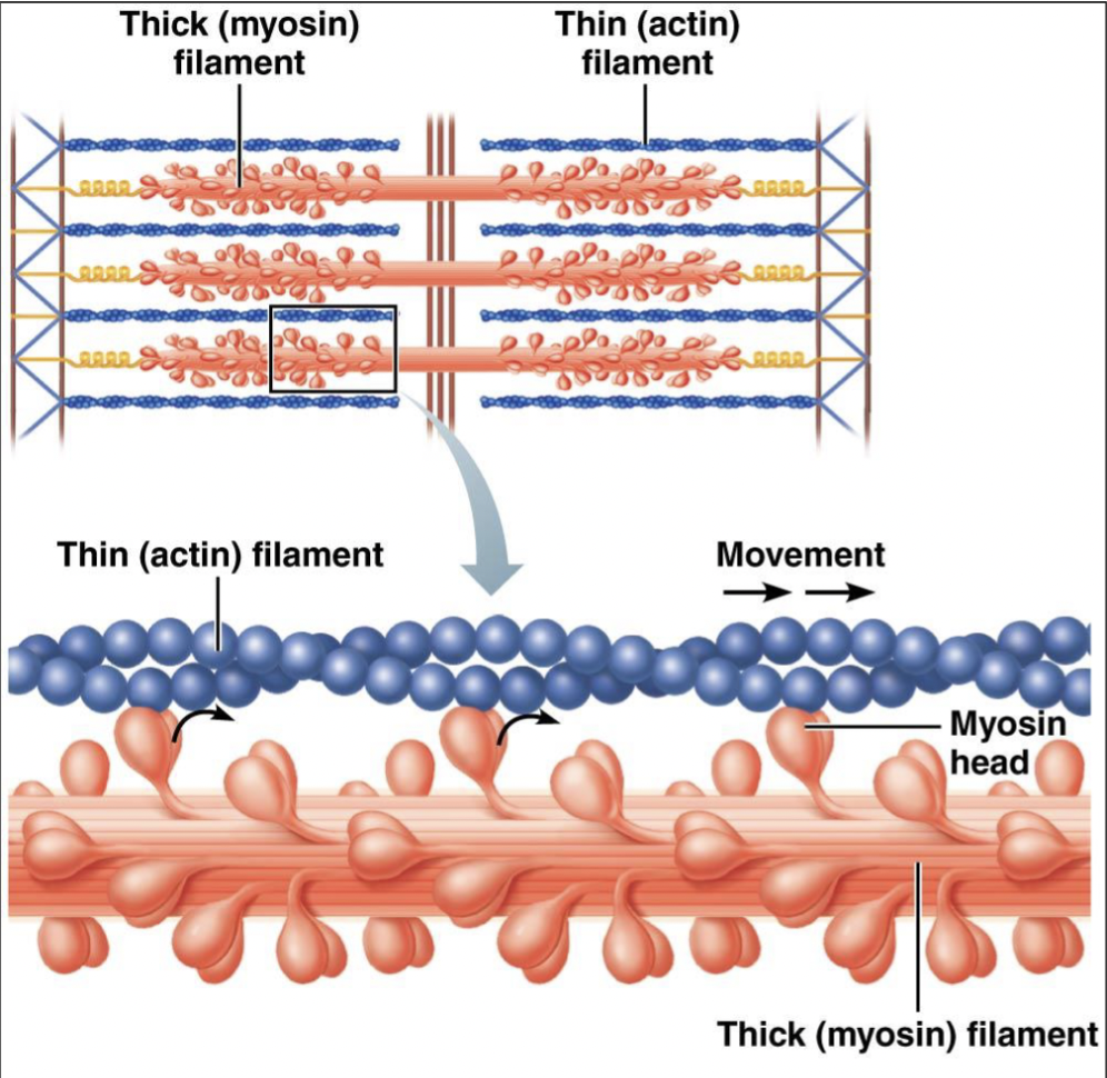 <ul><li><p>actin and mysoin myofilaments</p></li><li><p>do the work; occur in all cells</p></li></ul><p></p>