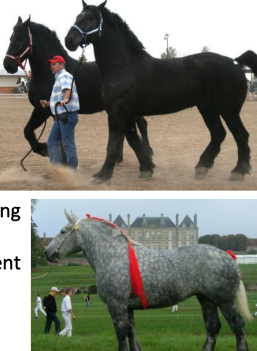 <p>Percheron</p><p></p><p>Origin:&nbsp;France</p><p>Color:&nbsp;Gray or Black</p><p>Body:&nbsp;15-19 hands, Heavy, solid, strong</p><p>Traits:&nbsp;Calm temperament</p><p>Purpose:&nbsp;Work; Pull loads. Most popular cart horse in the world</p>
