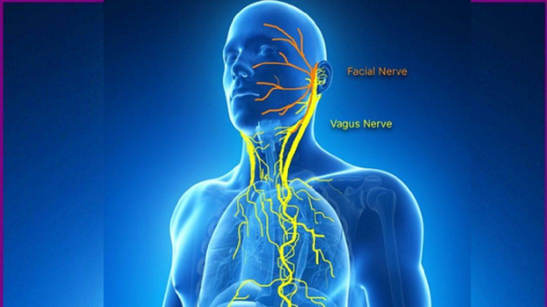 <p>A cranial nerve that controls parasympathetic functions, including heart rate, digestion, and respiratory rate. </p>