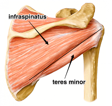 <p><strong>origin:</strong> infraspinatus of scapula</p><p><strong>insertion:</strong> greater tubercle of humerus</p><p><strong>innervation:</strong> suprascapular nerve</p><p><strong>action:</strong> lateral rotation of arm, stabilizes humerus</p>