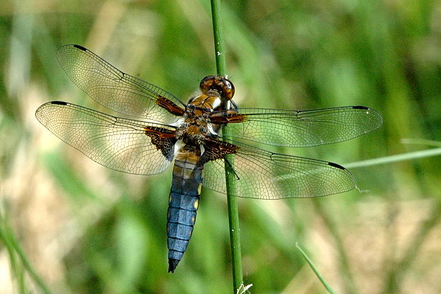 <p>Libellulidae - vážkovité</p>