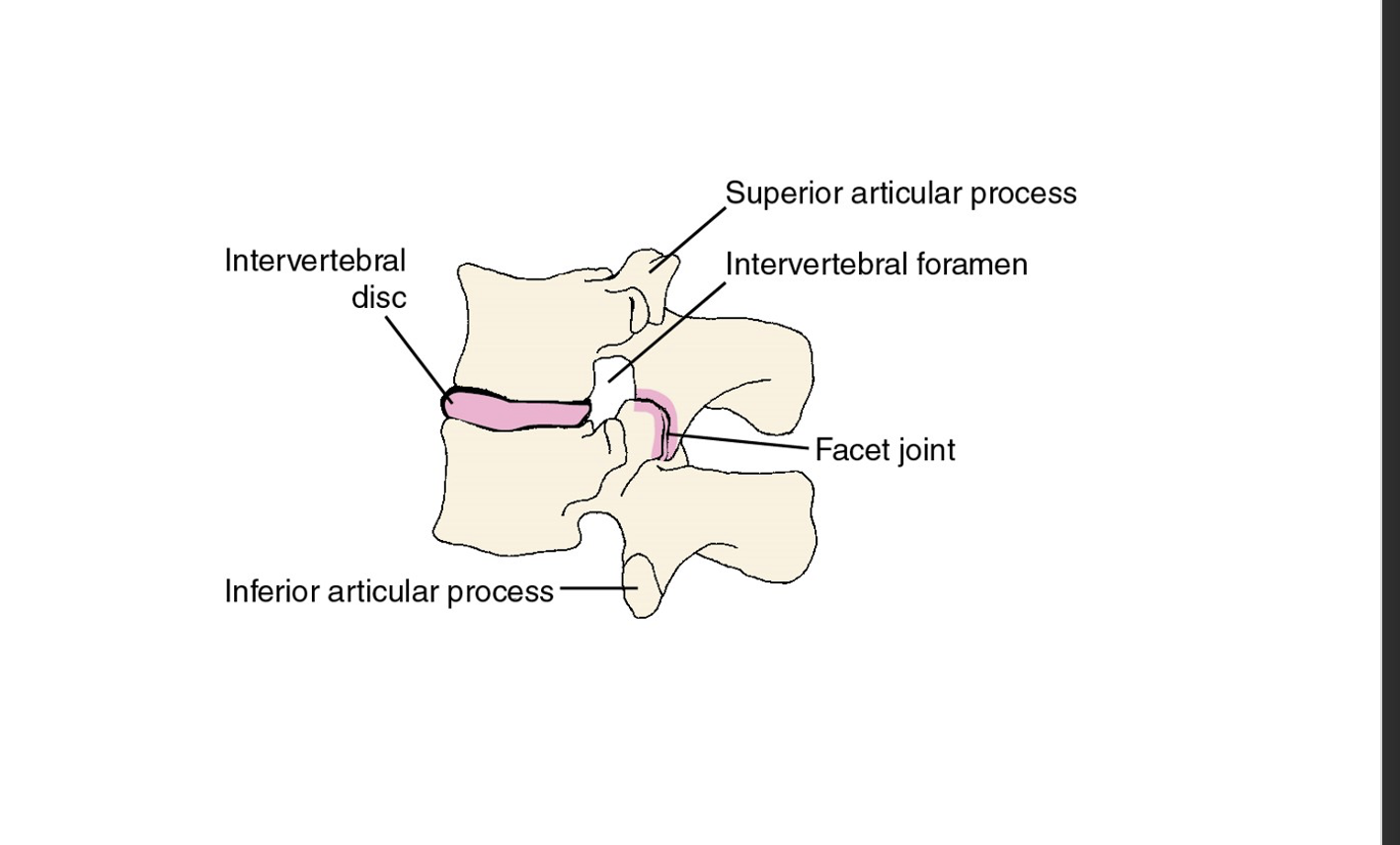 <p>are openings between adjacent vertebrae allowing for the passage of spinal nerves and blood vessels, while facet joints provide articulation between vertebrae for movement and stability. </p>