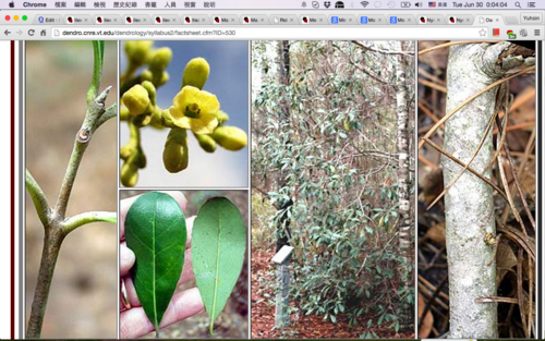 Family: Oleaceae 
Common: wild olive/devilwood
Range: Native to SC, FL, LA, Coastal Plain
Habitat: Hydric-mesic sites. Dry uplands to edges of wet sites.
Bark: Smooth with some texture, thin 
Persistence: Evergreen 
Leaves: Simple & opposite, elliptic shape, mostly entire margins (some variable serrate) often feature revolute edges, pinnate venation. Dark green above, thick & leathery. Glabrous. Dark green below.
Fruit: dark blue drupe
Flower: cream colored tubular flowers
Tolerances: moderately shade and drought tol, low salt and fire tol