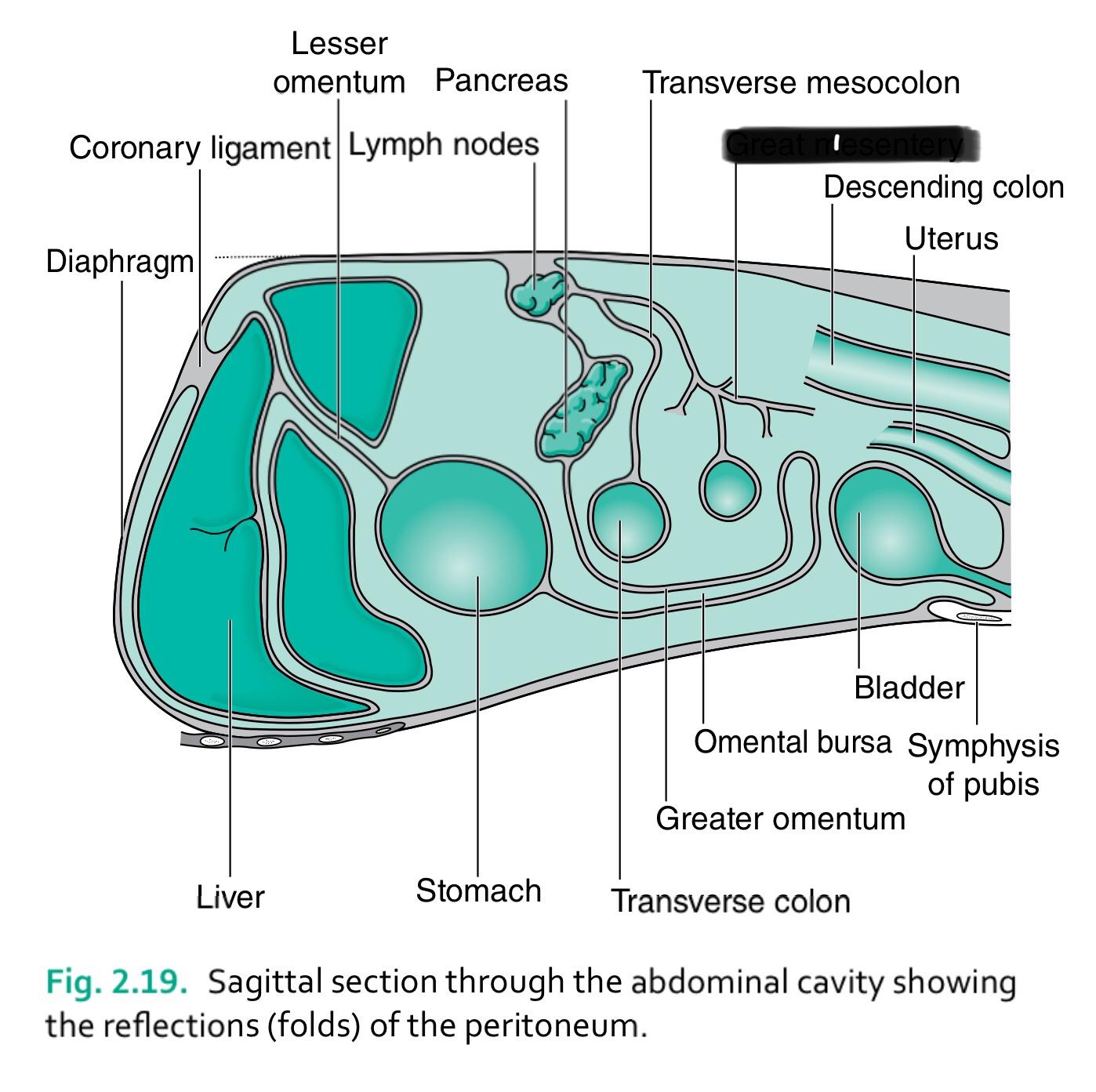 term image