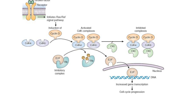 <ul><li><p>Adequate cell growth (in G1) must precede DNA replication (in S)</p><ul><li><p>cell growth = gradual increase in cyclin D</p></li></ul></li><li><p>G1/S transition controlled by restriction point</p><ul><li><p>only passed with adequte Cyclin D levels</p></li></ul></li></ul><p></p><p>The exact mechanism of Cyclin D:</p><p>Cyclin D activates cdk complexes (4/6) → CDK complesex phosphorylates Rb-E2F complex →dissociation of Rb (Retinoblastoma protein) from E2F (transcription factor) → E2F go inside nucleus and increases gene transcription → cell-cycld progression</p><p></p>