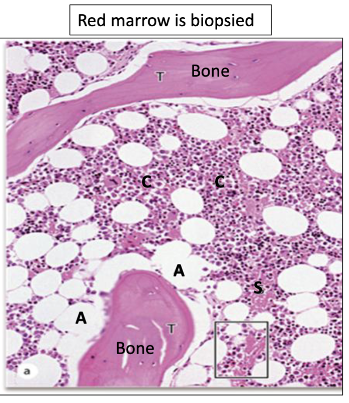 <p>What is indicated by A?</p>