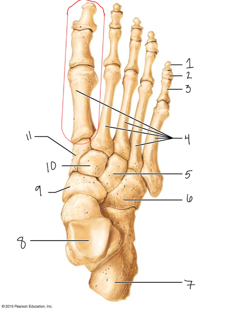 <p>Red Section</p>