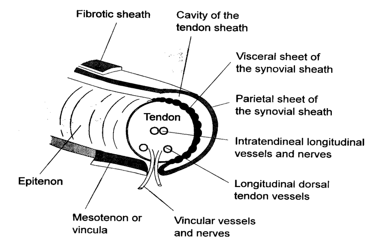 <p>this diagram represents?</p>