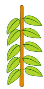 <p>phyllotaxy</p>