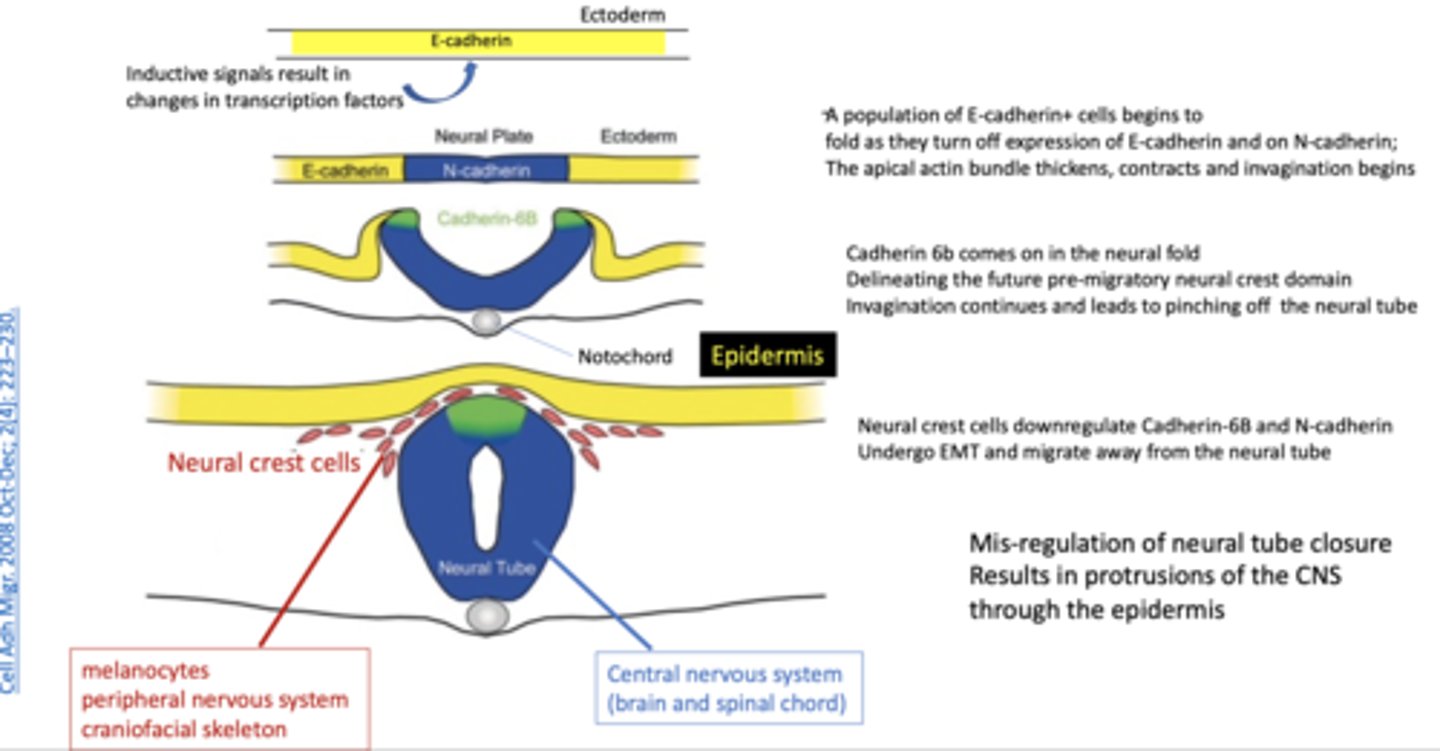 <p>aid in sorting heterogeneous cell populations into homogeneous groups, there is differential expression in CDH2 (N-cadherin) and CHD1 (E-cadherin) between the ectodermal cells that will become the neural tube vs the epidermis</p>