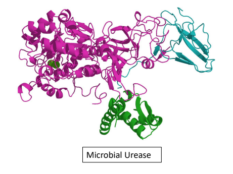 <p><strong><u>Urea Utilization </u></strong></p><ul><li><p><span style="color: purple;"><strong>Microbial populations within the rumen</strong></span> then utilize <strong>NH3 </strong>(<strong>ammonia</strong>) to synthesize microbial _____ </p></li></ul><p></p>