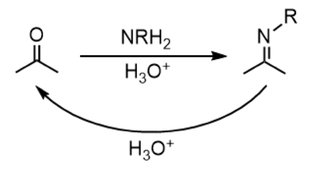 <ul><li><p>reagents: NRH<sub>2</sub> (forward), H<sub>3</sub>O<sup>+</sup> (reverse)</p></li><li><p>formation of imine </p><p></p></li></ul><p></p>
