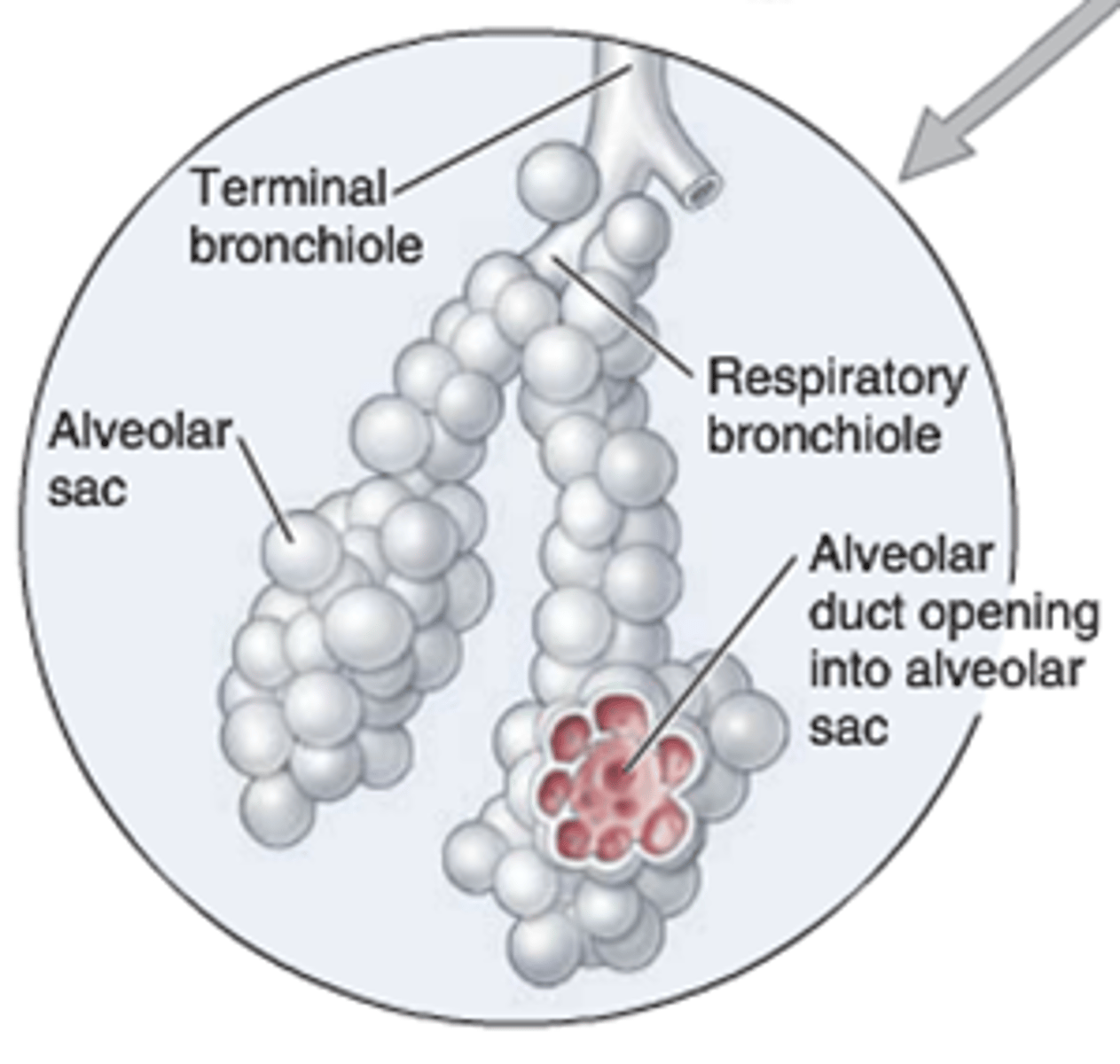 <p>clustered in alveolar sacs</p><p>last part of respiratory system and exchange system</p><p>lots of surface area allow for lots of diffusion</p><p>surrounded by capillaries- share a basement membrane for gas exchange</p>