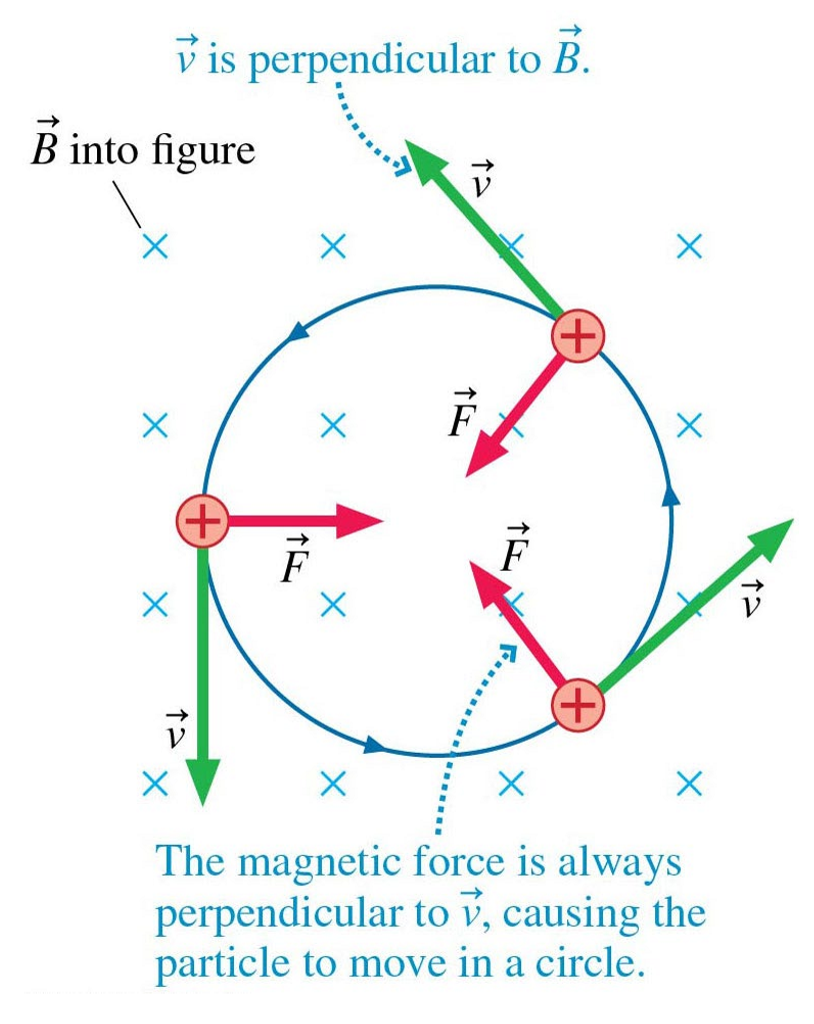 <p>Centripetal force exerted by the magnetic field on the charged particle in cyclotron motion </p>