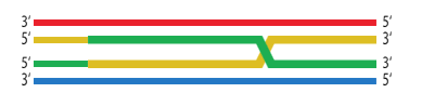 <p>Two DNA strands that have mixed together and are holding onto each other.</p>