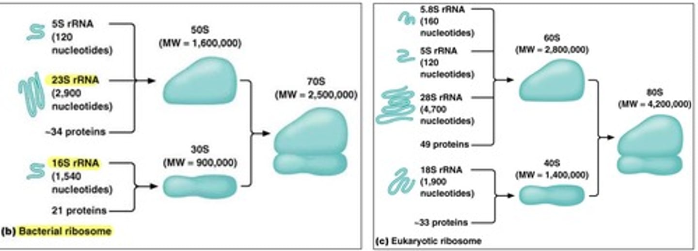 <p>De antibiotica werkt op rRNA's dat enkel aanwezig zijn in prokaryoten (23S, 16S) hierdoor gaan ze geen effect hebben op de eukaryotische cellen.</p>
