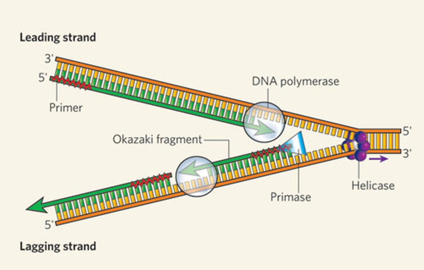 <p>Enzyme (requires a primer - short DNA/RNA segments) that acts on the template strand for DNA elongation<br>Moves 5' to 3' (copies the template from 3' to 5')</p>