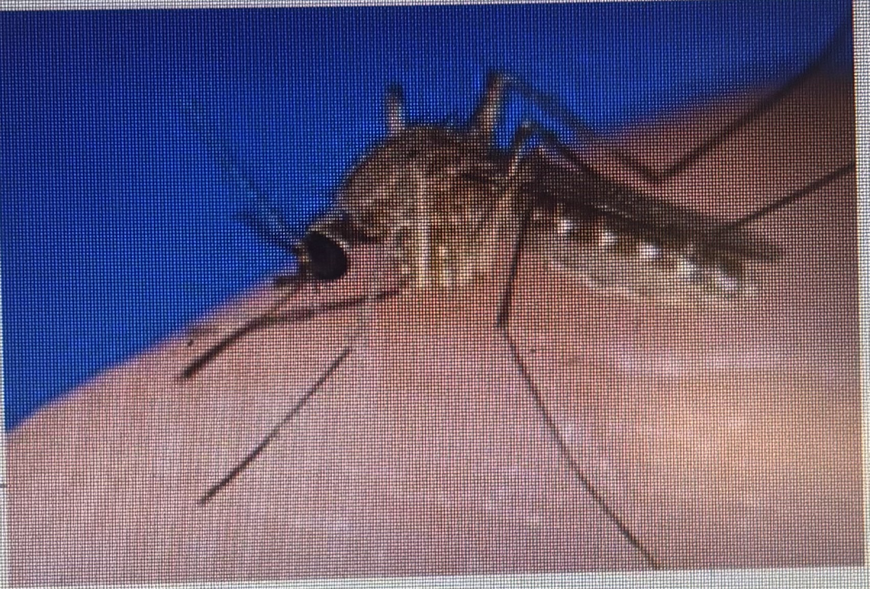 <p>Biting flies - mosquitoes</p>