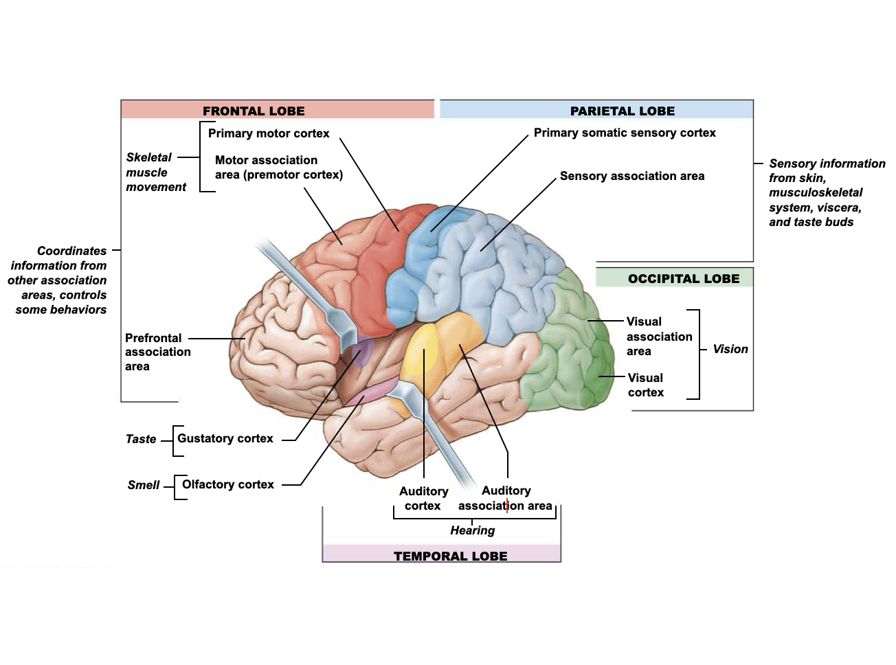 <ul><li><p>3 functional specializations</p><ul><li><p><strong>Sensory areas: </strong>Receive sensory input and translate into perception (awareness)</p></li><li><p><strong>Motor areas: </strong>Direct skeletal muscle movement</p></li><li><p><strong>Association areas: </strong></p><ul><li><p>Integrate info from sensory and motor areas</p></li><li><p>Can direct voluntary behaviors</p></li></ul></li></ul></li><li><p><strong>Cerebral lateralization: </strong></p><ul><li><p>Some functions are more concentrated on one side </p><ul><li><p><strong><mark data-color="rgba(0, 0, 0, 0)" style="background-color: rgba(0, 0, 0, 0); color: inherit;">Left brain → </mark></strong><mark data-color="rgba(0, 0, 0, 0)" style="background-color: rgba(0, 0, 0, 0); color: inherit;">logical, analytical, and verbal processing (language, math, facts)</mark></p></li><li><p><strong><mark data-color="rgba(0, 0, 0, 0)" style="background-color: rgba(0, 0, 0, 0); color: inherit;">Right brain → </mark></strong><mark data-color="rgba(0, 0, 0, 0)" style="background-color: rgba(0, 0, 0, 0); color: inherit;">intuitive, creative, and holistic thinking (arts, emotions, visualization)</mark></p></li></ul></li><li><p>This doesn’t mean we are “left-brained” or “right-brained”</p></li></ul></li></ul><p></p>