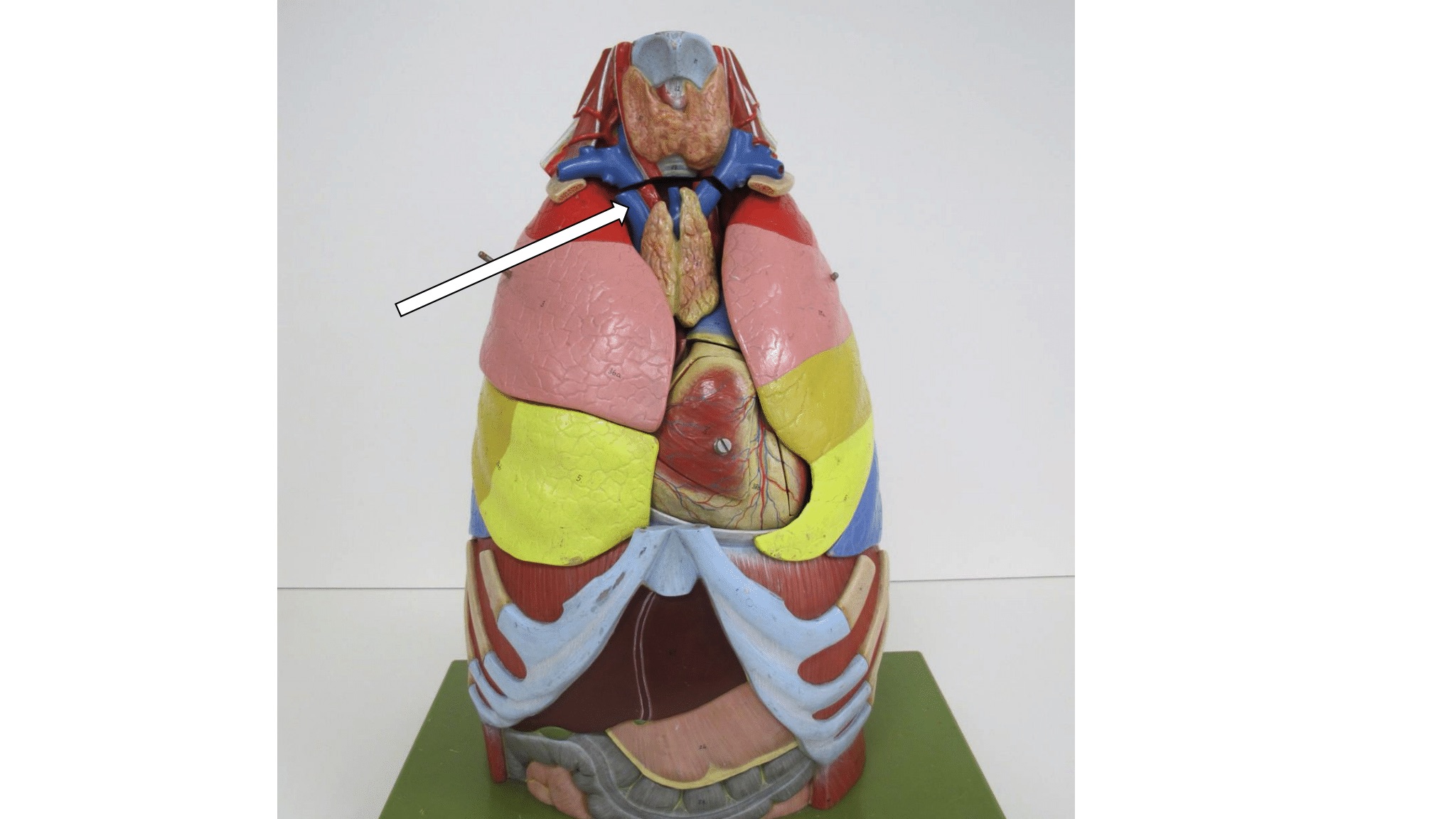 <p>veneus bloedvat</p>