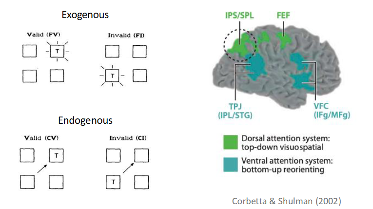 <p>- Endogenous cues associated with activation in FEF, interparietal sulcus and superior parietal lobe</p><p>- Exogenous cues associated with activation of ventral prefrontal cortex and temporal parietal junction</p><p>diff cue = diff brain areas- suggests attention has diff components as diff brain areas</p><p>- Activation associated with orienting to visual and auditory cues overlap</p><p>- Cortical activation associated with endogenous orienting of attention towards spatial locations and global features.</p>