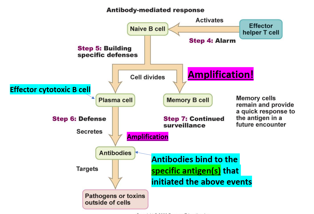 <ul><li><p>Effector T Cell activates Naive B cells</p></li><li><p><span><span>Through cell division, amplification occurs (the attack grows stronger) → There's more cells involved, there's more cells who are fighting against the invader.</span></span></p></li><li><p><span><span>Divides into Plasma Cells (Effector Cytotoxic B Cell) and Memory B Cells</span></span></p></li></ul><p></p>