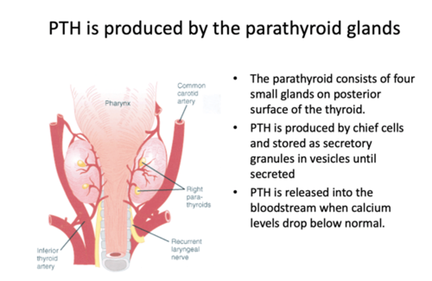 <p>chief cells in parathyroid glands</p>