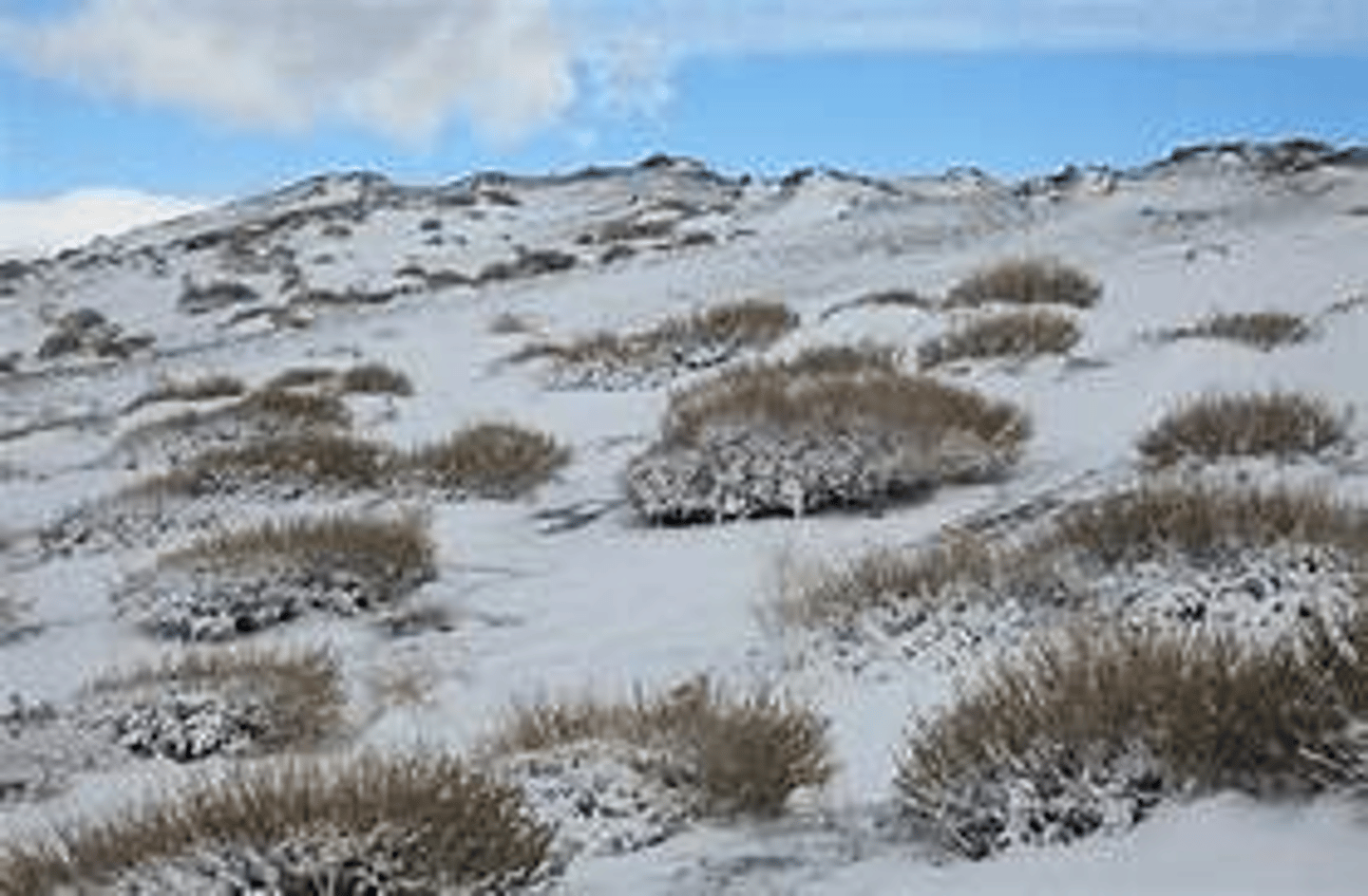 <p>Hug the ground to avoid low temperatures.<br>Slow growth rates.<br>Shallow roots.<br>Reduced transpiration due to small leaves and thick cuticles and low albedo to absorb radiation.</p>