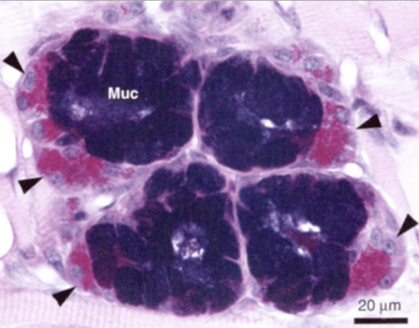 <p>tubular</p><p>center</p><p>periphery</p>