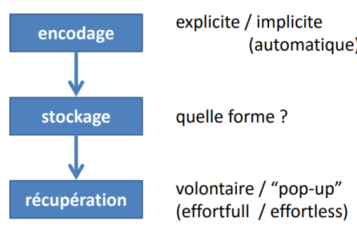 explicite = comment l’information rentre dans le système. S’il n’y a pas d’encodage, il n’y a pas de mémoire.
stockage = partout dans le cerveau, grâce aux synapses + connexions à distance.
récupération = d’abord par l’hippocampe et puis d’autres mécanismes.
Chacune des étape peut être touchée, indépendamment des autres, par une lésion.