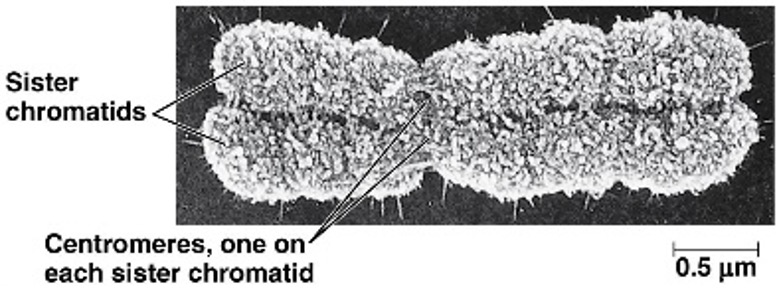 <p><span>1.&nbsp;&nbsp;&nbsp;&nbsp; At what part of the cell cycle would you see a chromosome that looks like this?</span></p>