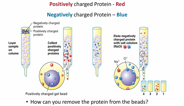<ul><li><p>Beads in the column are charged, usually positive&nbsp;</p></li></ul><p></p><p>Example:</p><ul><li><p>Protein extracts are loaded at top (red and blue)</p><ul><li><p>Red = +</p></li><li><p>Blue = -</p></li></ul></li><li><p>Red will flow by faster as + repels +</p></li><li><p>Blue will be attracted and move slow&nbsp;</p></li><li><p>To elute blue, the column must be washed&nbsp;</p></li></ul><p></p><p>Washing column</p><ul><li><p>Main basis: Interfere with ionis interactions</p></li><li><p>Way 1: Adding salt solution (NaCl) </p><ul><li><p>Cl- will disrupt the interaction of blue and the beads by interacting with the beads </p></li></ul></li><li><p>Way 2: Warm wash solution </p></li><li><p>Way 3: change in pH of wash solution </p></li></ul><p></p>