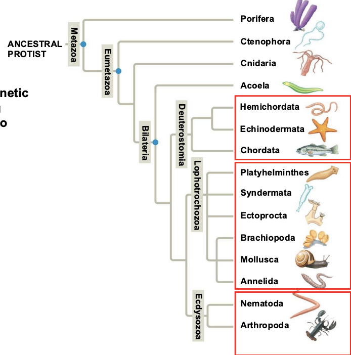 <p>1. Deuterostomes </p><p>2. Lophotrochozoa </p><p>3. Ecdysozoa</p>