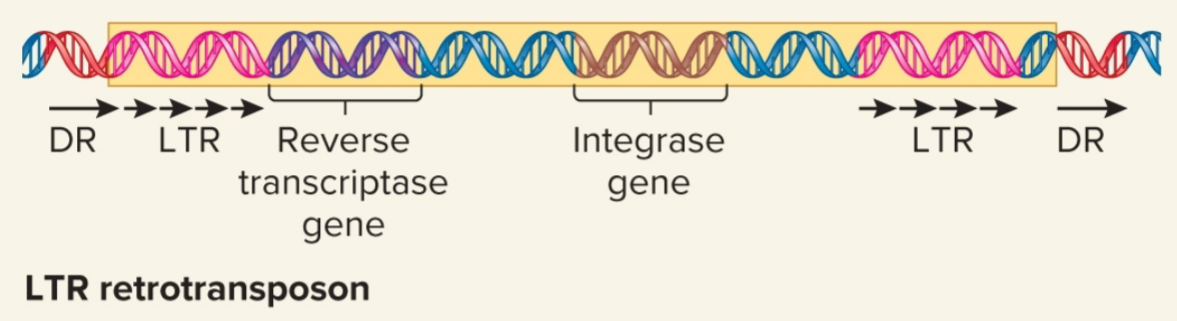 <ul><li><p>evolutionarily related to known retroviruses</p></li><li><p>retain ability to move around genome but mostly do not produce mature viral particles</p></li><li><p>contain long terminal repeats (LTRs) at both ends</p></li><li><p>few hundred bps in length</p></li><li><p>code virally related proteins, <strong>reverse transcriptase</strong> and <strong>integrase</strong>, required for retrotransposition process</p></li><li><p>move by retrotransposition via RNA intermediate</p></li></ul><p></p>