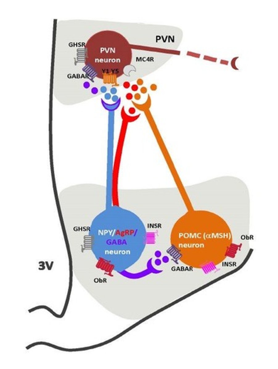 <p>Anorexigenic neurons that regulate consumption.</p>