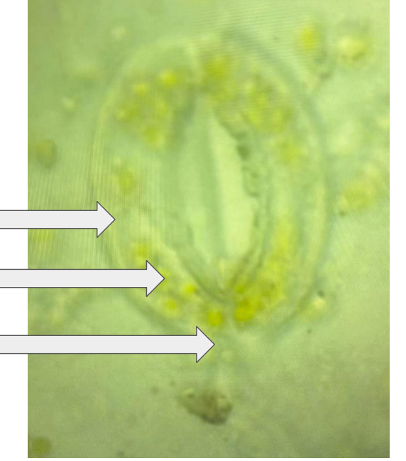 <p>In this image, identify the Pore, Guard Cells, and Chloroplast</p>