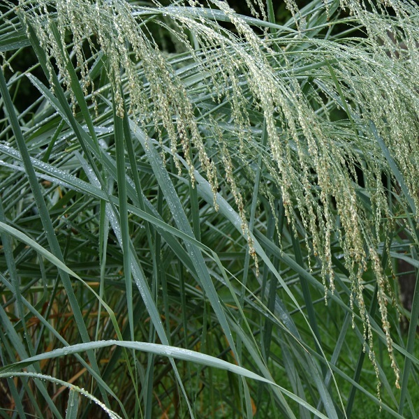 Bitter panicum