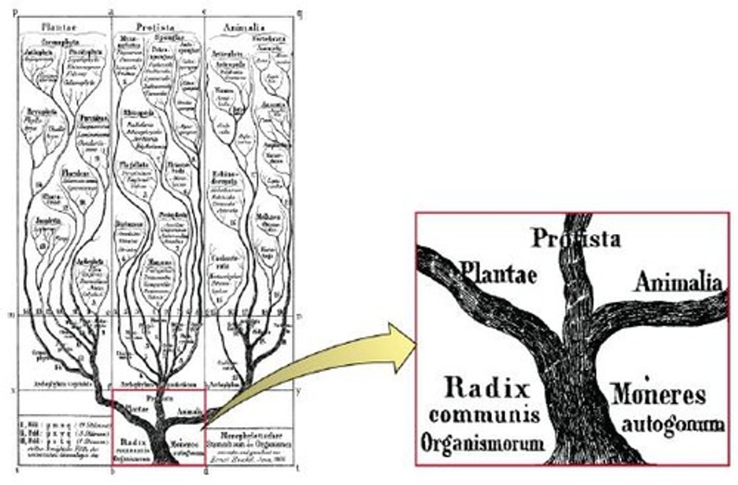 <p>1st attempt to depict the common evolutionary history of all living cells (by Ernst in 1866)</p>