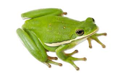 <p><span><span>Light lateral stripes with variable length or absent, small scattered yellowish dorsal spots</span></span></p>