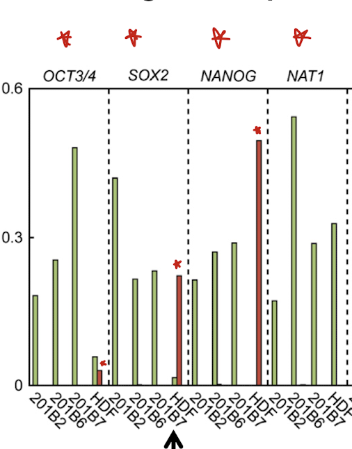 <p>active marks in iPS cells, but repressive marks in adult fibroblasts</p>