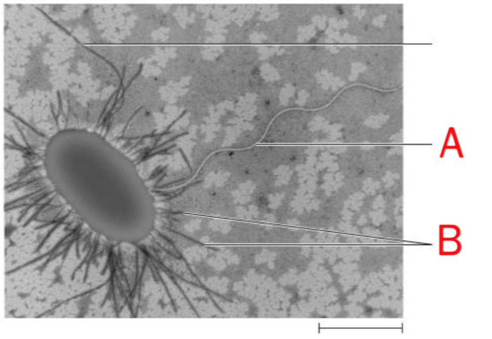 <p><span style="font-family: proxima_novaregular; color: rgb(34, 34, 34)">This micrograph shows the appendages of a bacterium. A = ; and B = .</span></p>