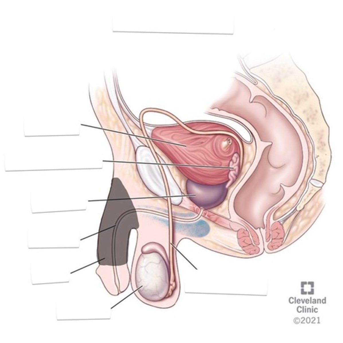 <p>Male reproductive organ</p>