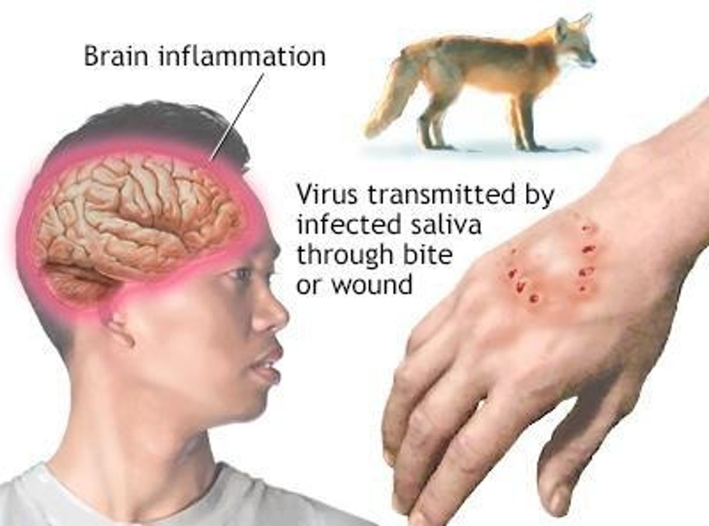 <p>It is shed in saliva and can be communicated by bites or aerosol</p>