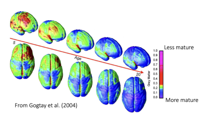 <p><span><span>The size of the brain </span><em><span>quadruples</span></em><span> from birth to adulthood. Not because of an increase in neurons, but because of </span><em><span>synaptogenesis</span></em><span> (the formation of synapses) and the </span><em><span>growth of dendritic trees</span></em><span>, the </span><em><span>extension of axons</span></em><span>, </span><em><span>myelination</span></em><span> and the&nbsp;</span><em><span>proliferation of glial cells</span></em><span>.</span></span></p><p><span><span>Synaptogenesis is followed by </span><em><span>synaptic pruning</span></em><span> (eliminating redundant synaptic connections). Use it or lose it!</span></span></p><p><span><span>Maturation of the cortex can be indicated by gray matter volume loss. When we mature, </span><em><span>white matter increases</span></em><span> linearly with age, but gray matter </span><em><span>first increases and then decreases</span></em><span>. The maturation of gray matter differs depending on the cortical region.</span></span></p>