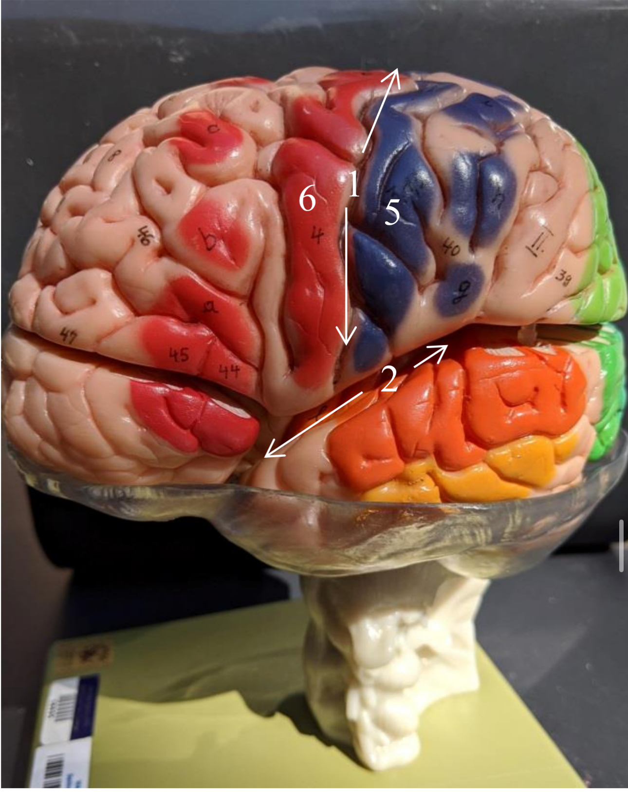 <p>What gyrus is 5</p>