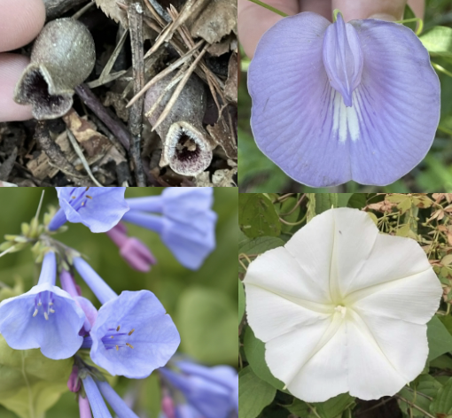 <p>What kind of petal fusion is this?</p>