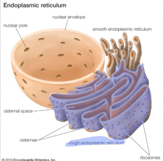 <p>ER <strong>embedded with proteins.</strong> Responsible for synthesizing secretory proteins (<strong>glycoproteins</strong>), and membranes <strong><span style="color: purple"><mark data-color="purple">(a membrane factory)</mark></span></strong></p><ul><li><p>helps separate and package secretory proteins and their products into vesicles</p><ul><li><p>helps expand <strong>plasma membrane</strong> of the cell itself</p></li></ul></li></ul>