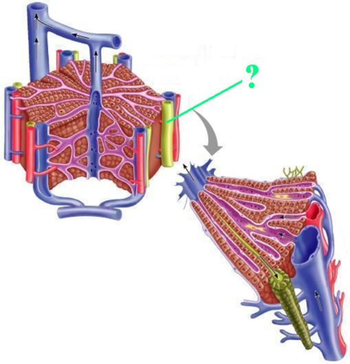 <p>Identify the indicated structure of a liver lobule.</p>